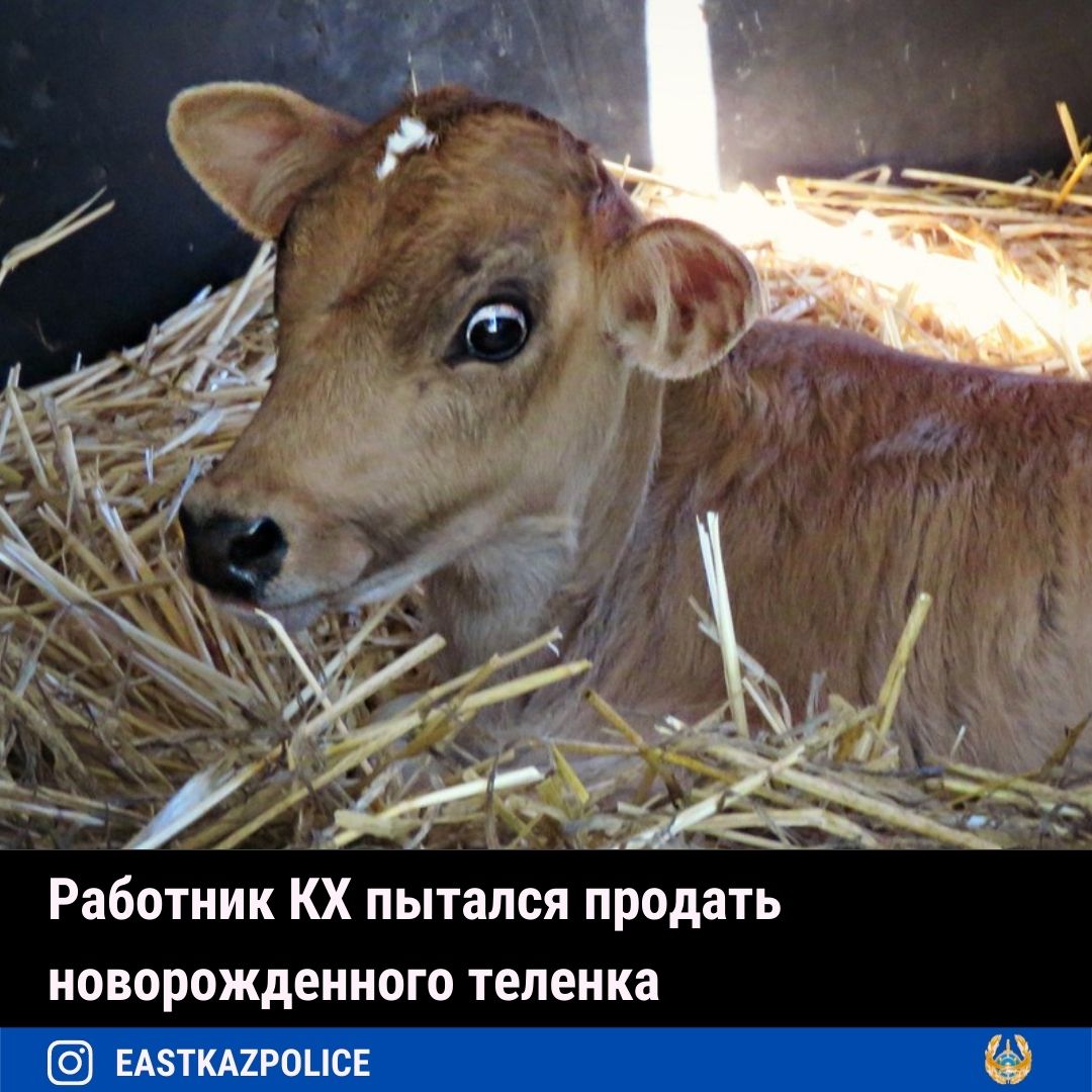 Как выглядят телята
